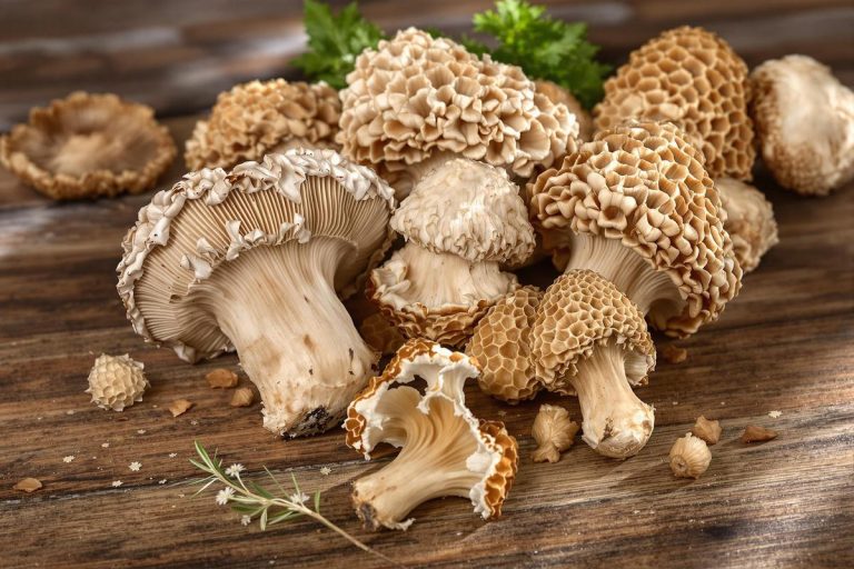 Achat de champignons frais : verpe de Bohème et morilles.jpg