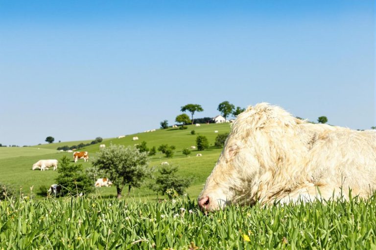 Les spécificités du boeuf charolais : viande fermière d'exception.jpg