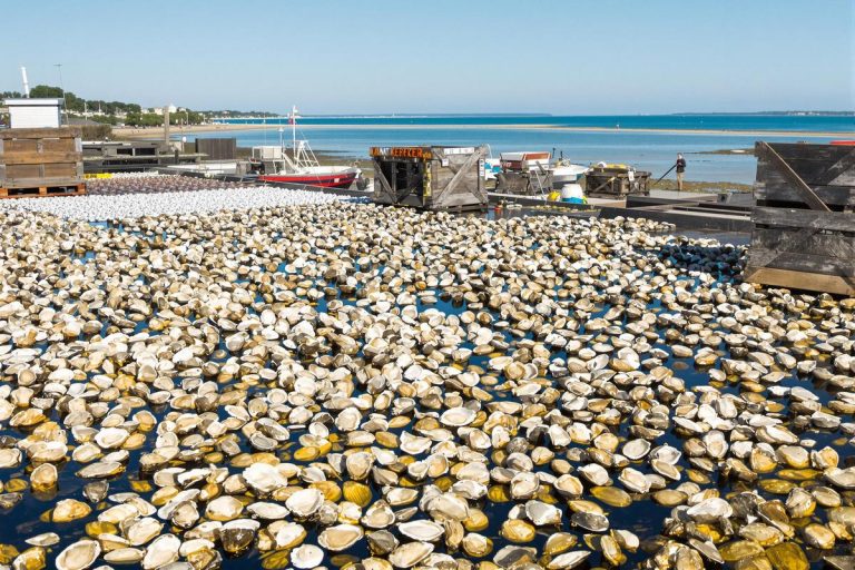 Parcs Saint Kerber : huîtres pied de cheval à Cancale.jpg