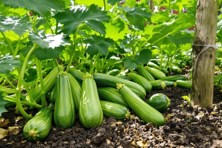 Courgettes : l'astuce imparable pour une récolte abondante au jardin.jpg