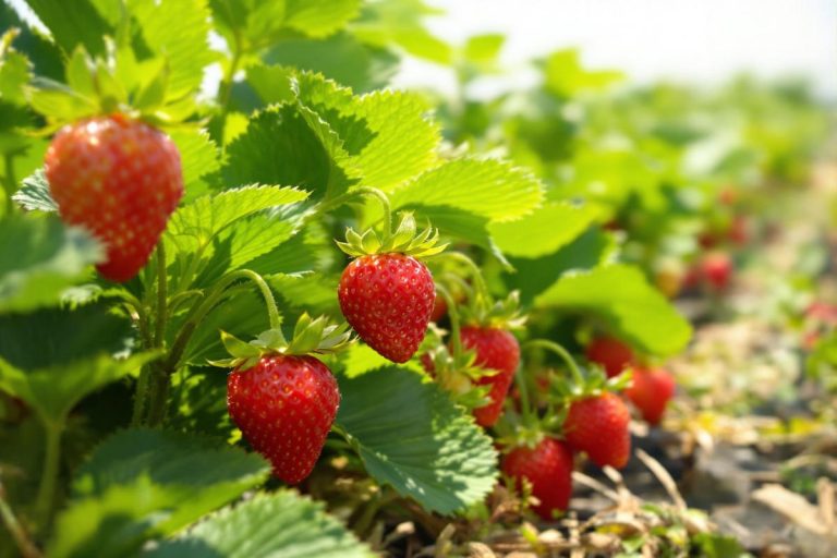 Les fraises font-elles parties des fruits les plus pollués ? Cette liste 2025 tranche.jpg